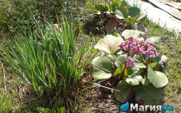 Посадочный материал 2 фото