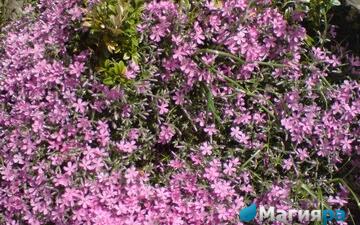 Посадочный материал 2 фото