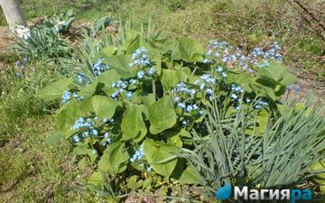 Посадочный материал 2 фото