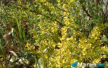 Посадочный материал 2 фото