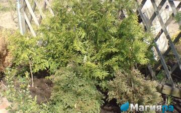 Посадочный материал 2 фото