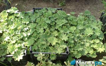 Посадочный материал 2 фото