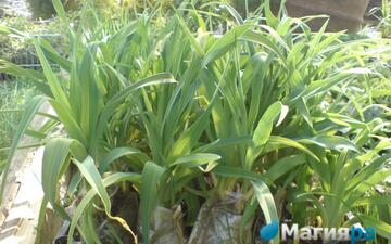 Посадочный материал 2 фото