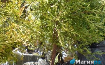 Посадочный материал 2 фото