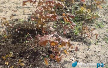 Посадочный материал 2 фото