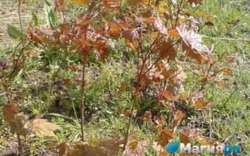 Посадочный материал 2 фото