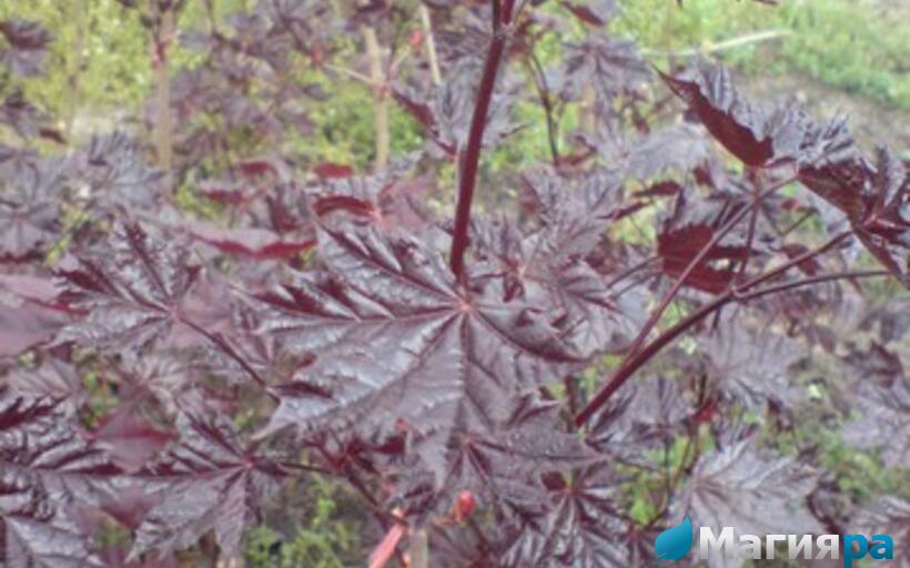 Посадочный материал фото