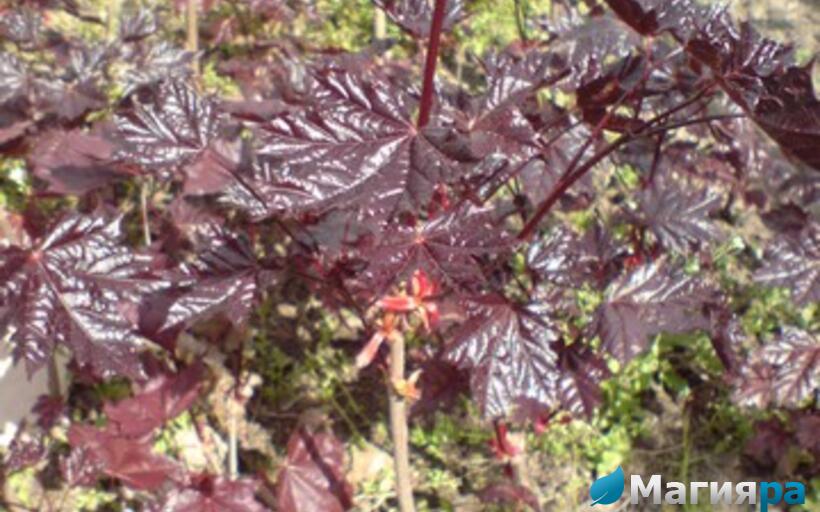 Посадочный материал фото