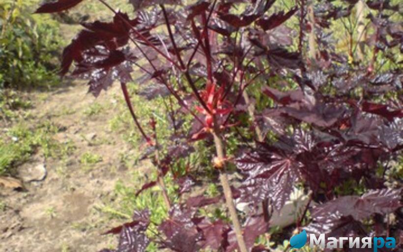 Посадочный материал фото