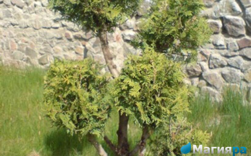 Посадочный материал фото