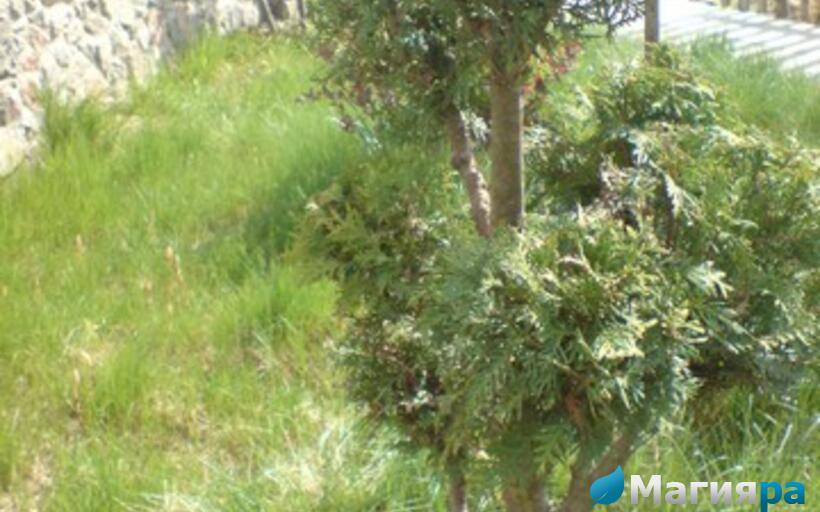 Посадочный материал фото