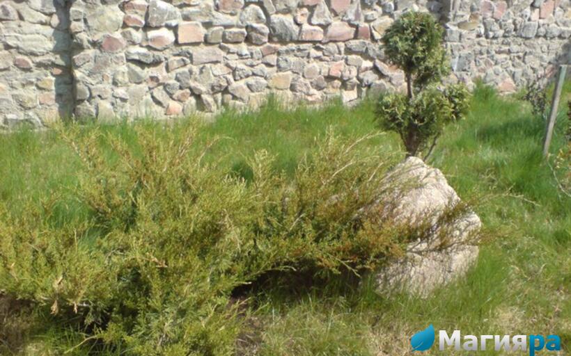 Посадочный материал фото