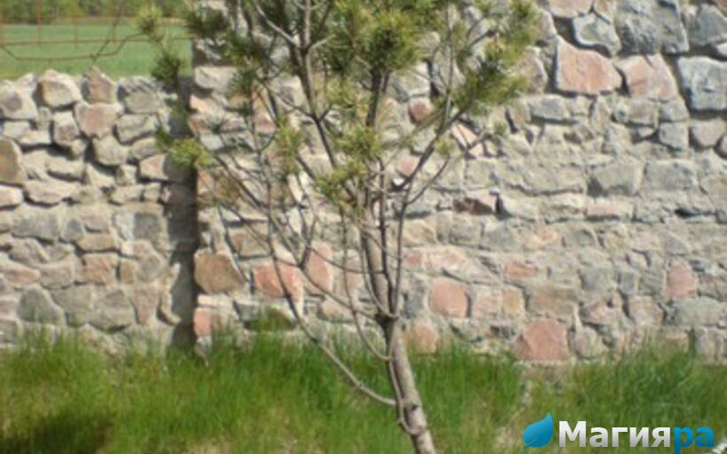 Посадочный материал фото