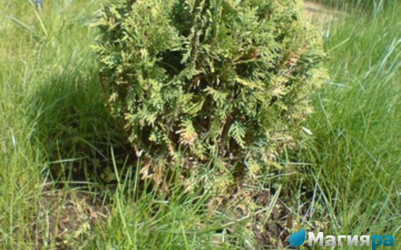 Посадочный материал фото