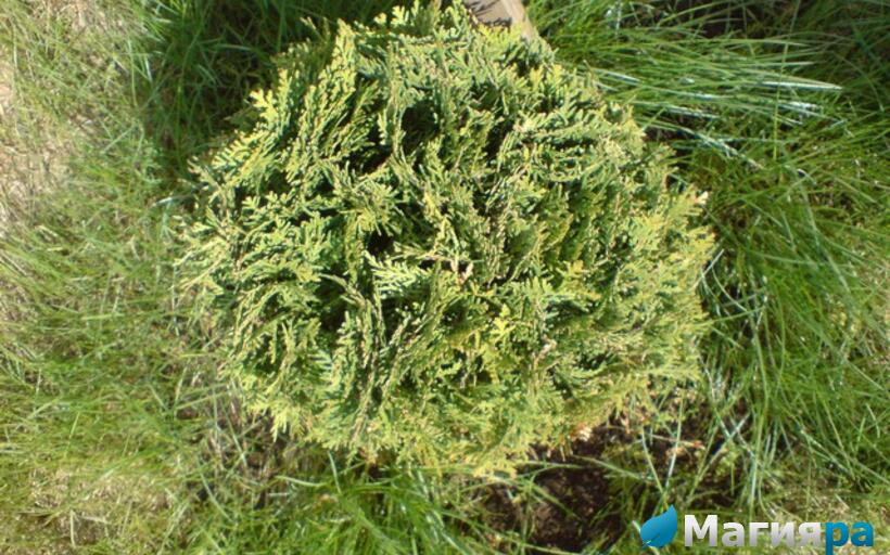 Посадочный материал фото