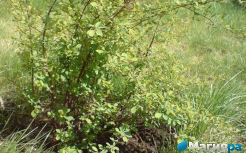 Посадочный материал фото