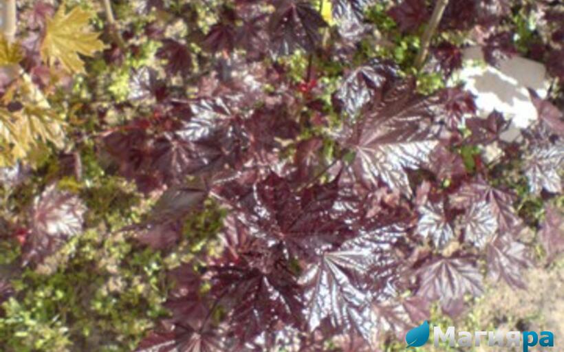 Посадочный материал фото