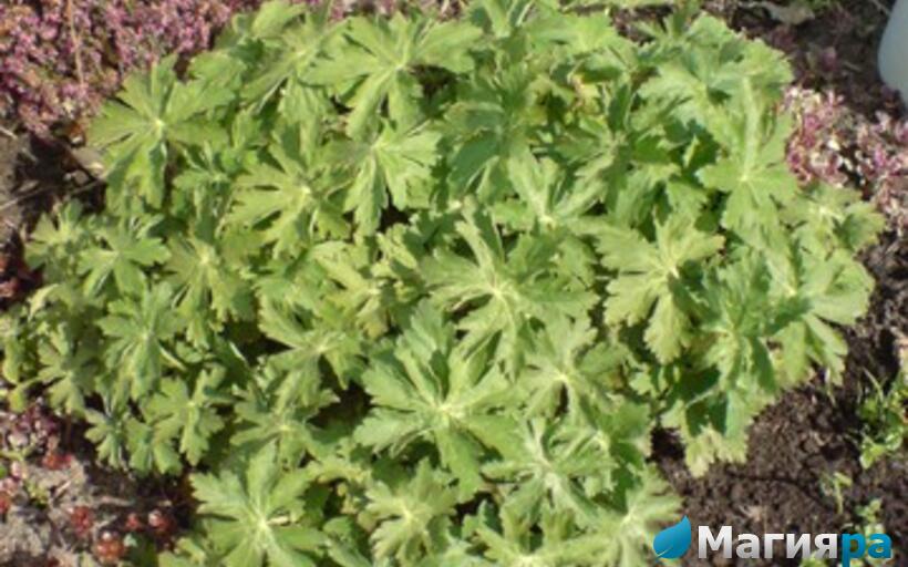 Посадочный материал фото