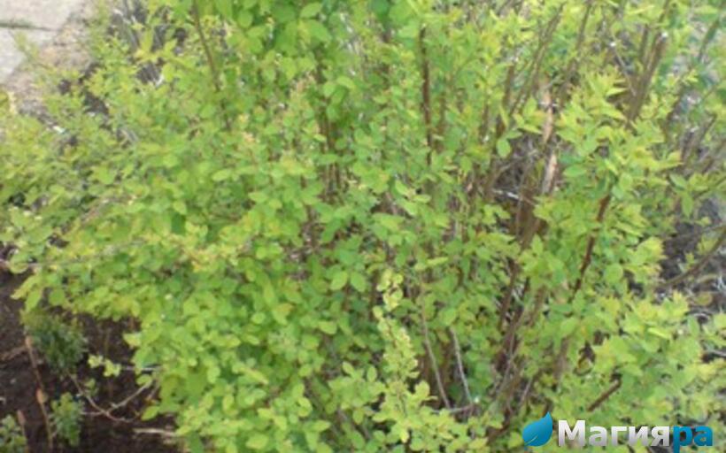 Посадочный материал фото