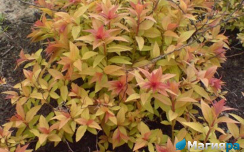 Посадочный материал фото