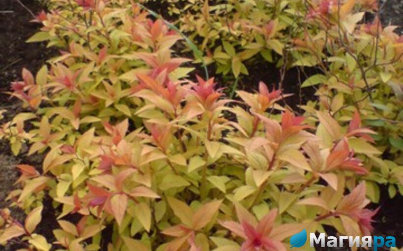 Посадочный материал фото