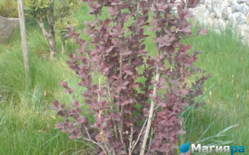 Посадочный материал фото