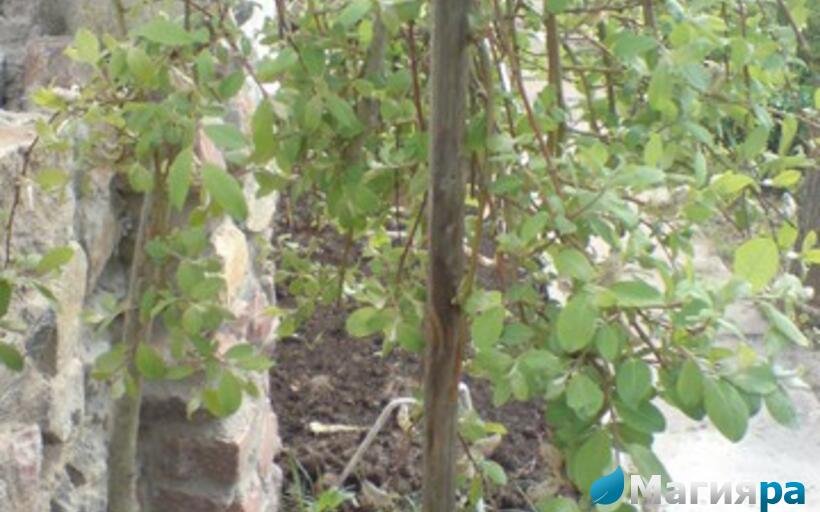 Посадочный материал фото