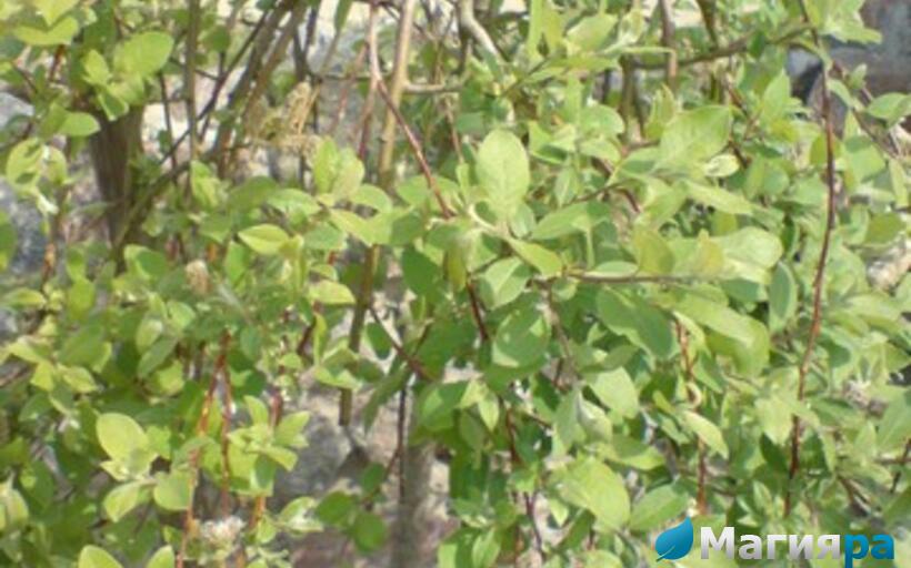 Посадочный материал фото