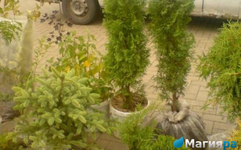 Жлобинский кирмаш 2012 фото