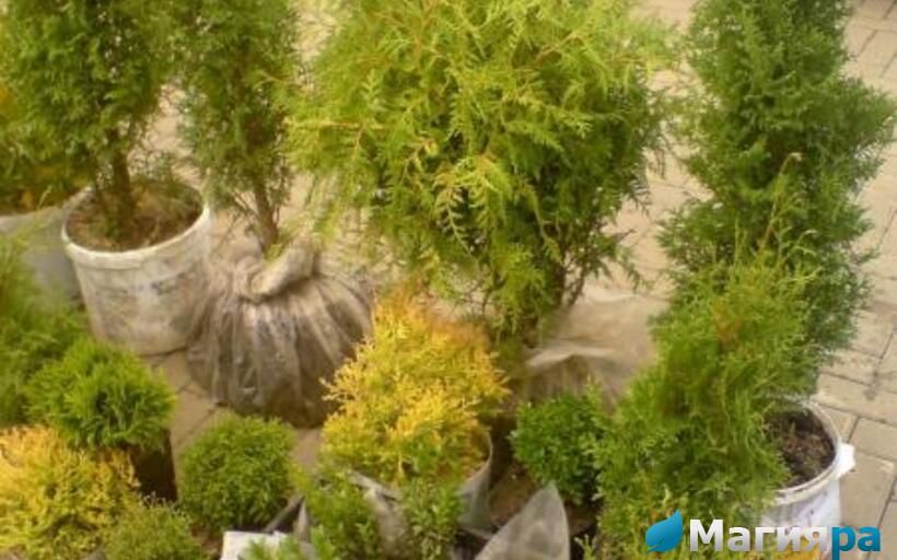 Жлобинский кирмаш 2012 фото