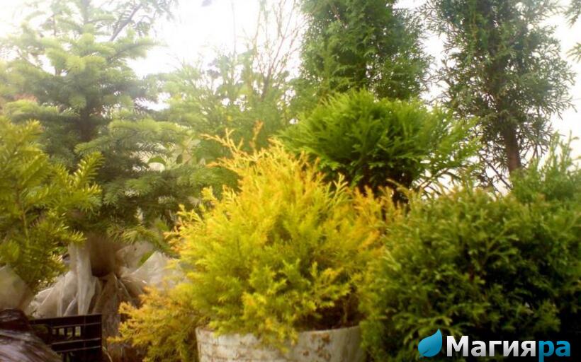 Жлобинский кирмаш 2012 фото