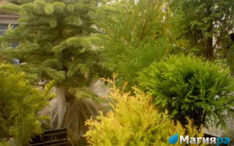 Жлобинский кирмаш 2012 фото