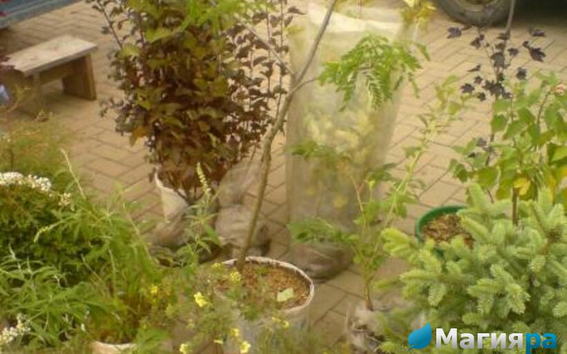 Жлобинский кирмаш 2012 фото