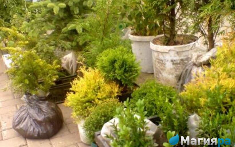 Жлобинский кирмаш 2012 фото