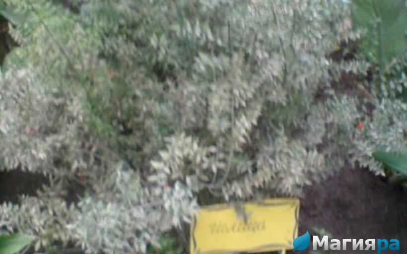 Зимний сад (г.Гомель) фото