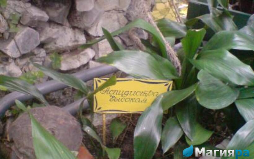 Зимний сад (г.Гомель) фото