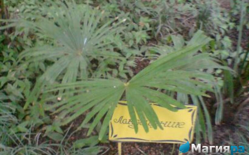 Зимний сад (г.Гомель) фото