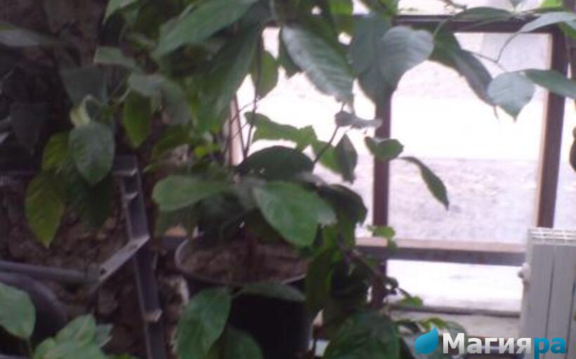 Зимний сад (г.Гомель) фото