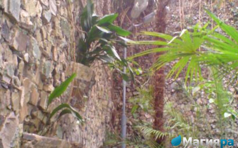 Зимний сад (г.Гомель) фото