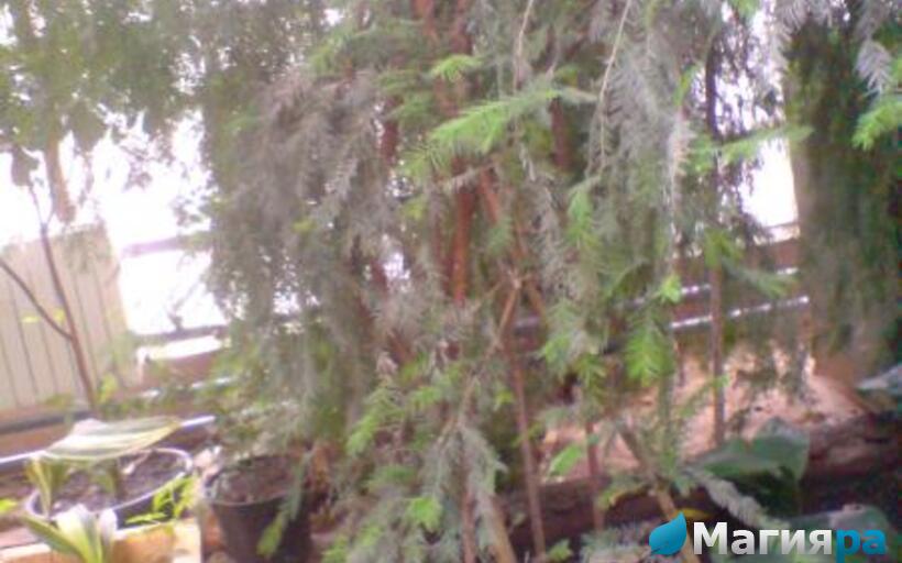 Зимний сад (г.Гомель) фото