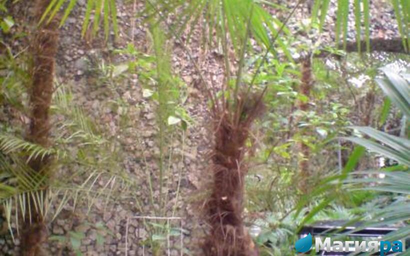 Зимний сад (г.Гомель) фото