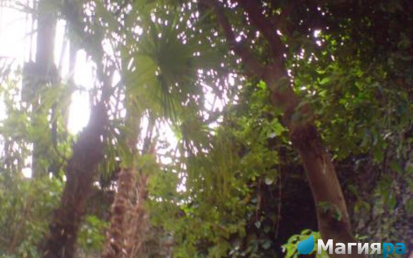 Зимний сад (г.Гомель) фото