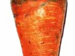Черная ножка моркови фото